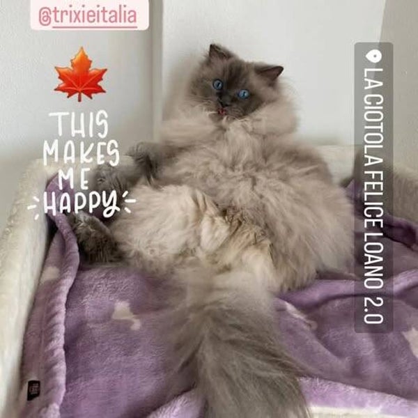 Copertina lilla in ciniglia