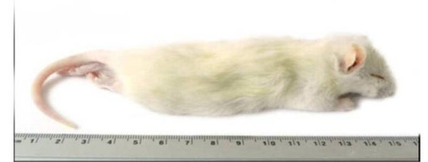 rat  60-90 gram verpakt per 1 kilo