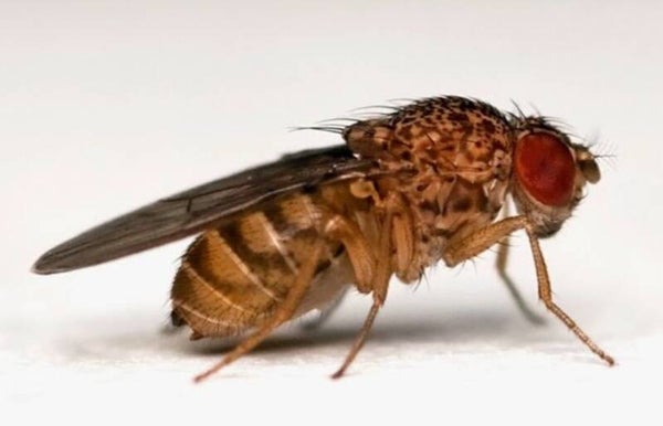 fruitvliejes small    set per 3  volle doosjes