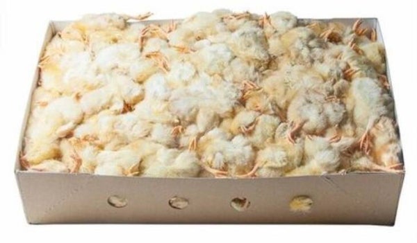 Eendagskuikens 10 kg