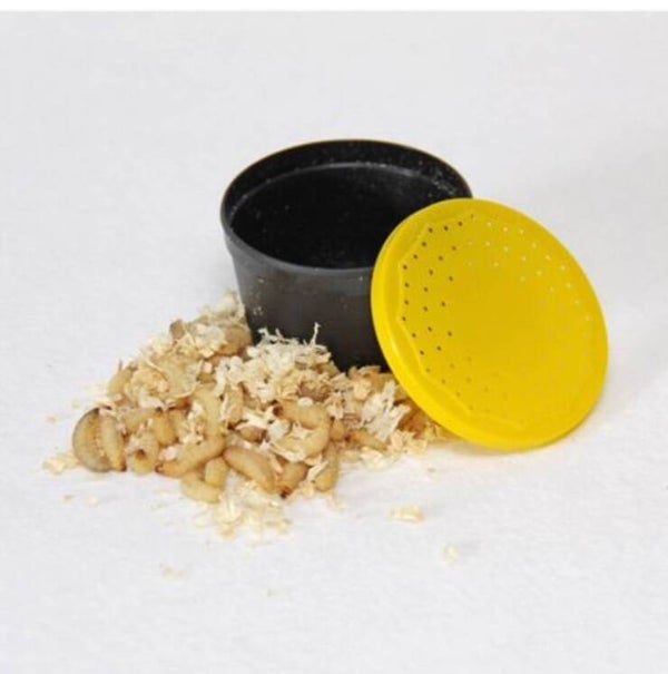 wasmotten levend verpakt in luchtdoosje per set van 3 doosjes