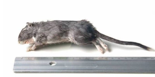 gerbil 15-70  per 10 stuks