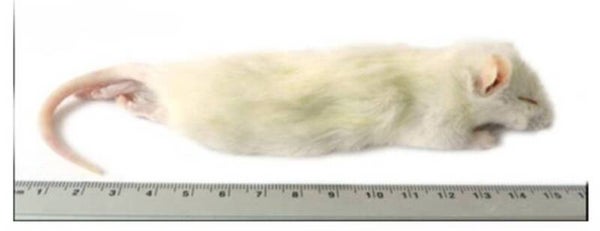 grote weaner rat 60-90 gram 5 stuks