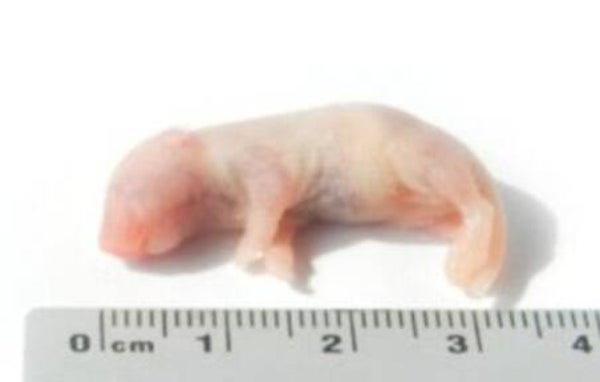 pinky's baby muis  1 a 2 gram per  25 stuks