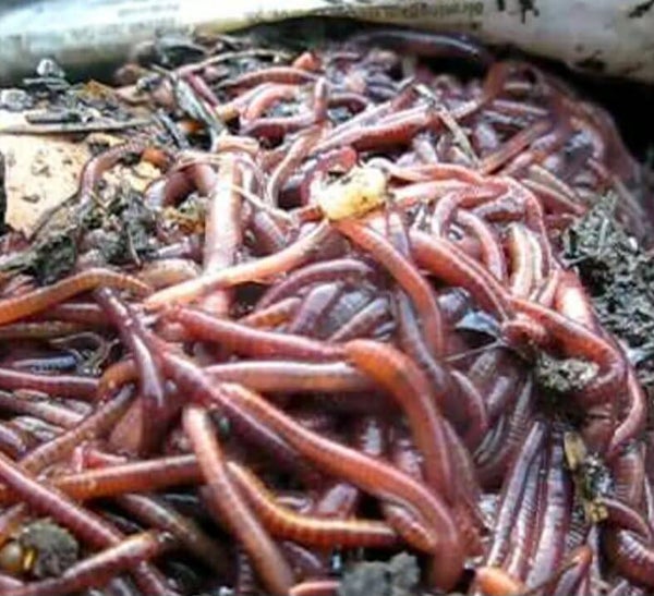 mix vis wormen 150 gram