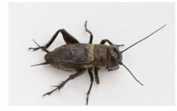 veld krekels levend medium doosje vol set per 3 doosjes