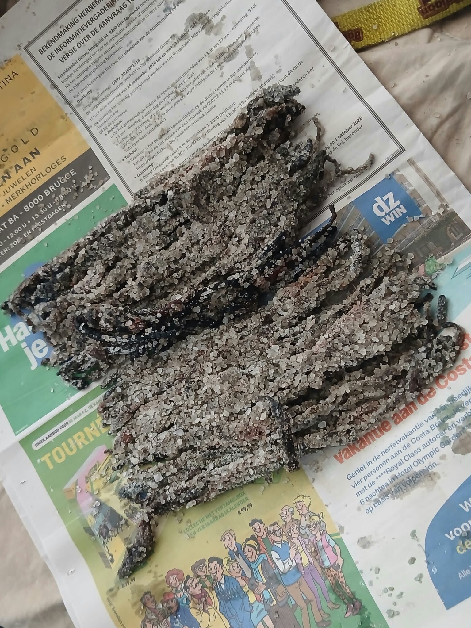 250 gr vers ingezoute zeepieren