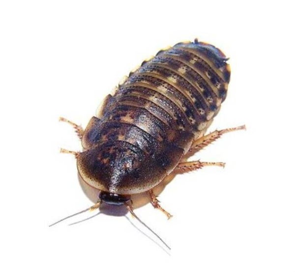 kakkerlak levend blaptica dubia medium 1-1.5cm bulk 100 stuks