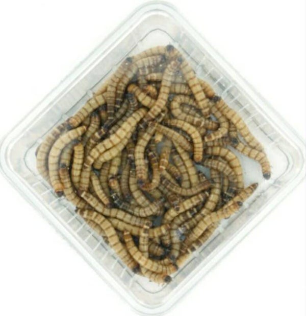 moriowormen set per 3x 100gram