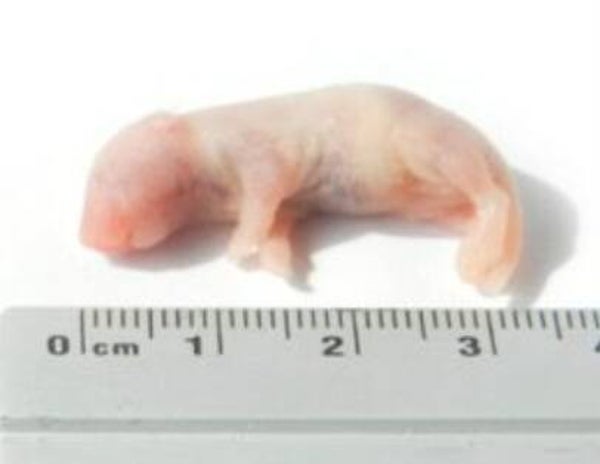 baby muis 1-2 gram 25 stuks