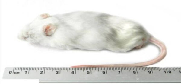 jumbo muis 30gram per 25 stuks verpakt