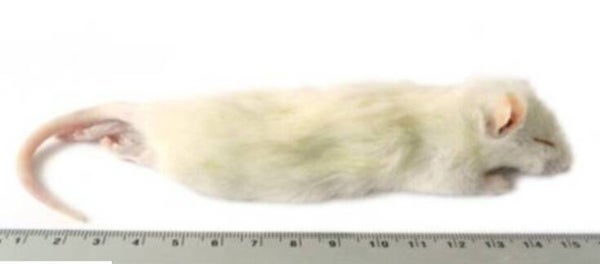 grote weaner rat 60-90 gram verpakt 10 kg