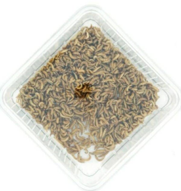 buffalo wormen verpakt per set van 3x 30ml