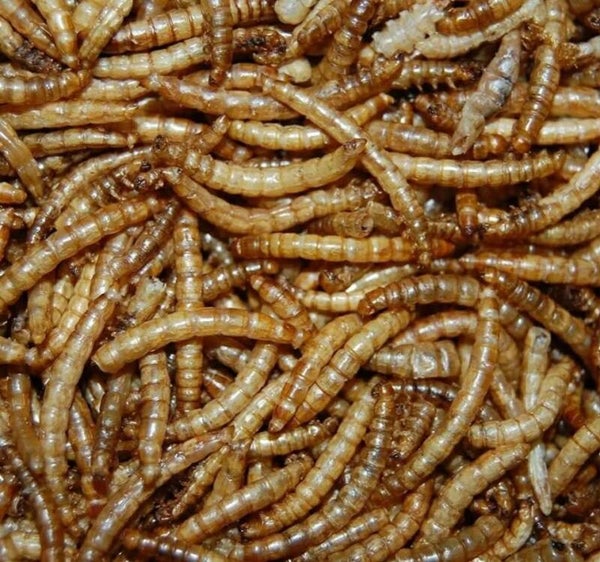 gedroogde meelwormen 2 liter