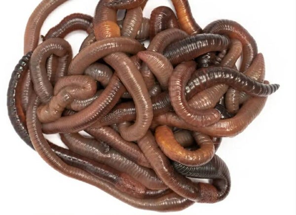 dauwpieren  250 gram