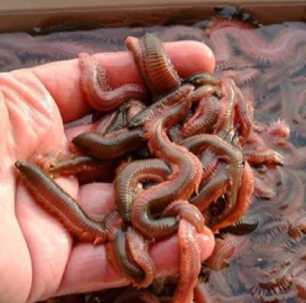 kweekzagers 250 gram