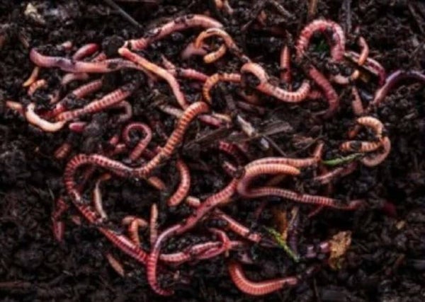 “Whorm Hole Mega Worm Pack