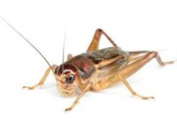 huiskrekels levend  maat 5 set per 3 doosjes