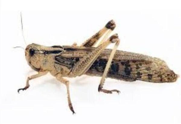 sprinkhaan large levend per 10 stuks doosje set per 3x 10