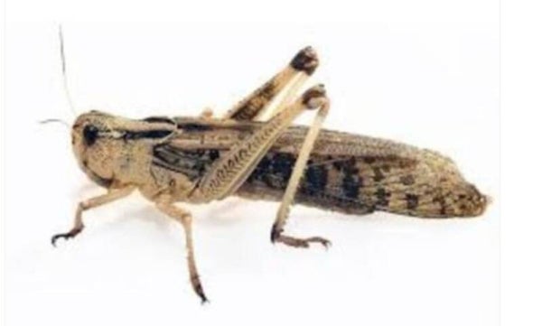 Sprinkhanen groot gevleugeld levend doos per 100 stuks