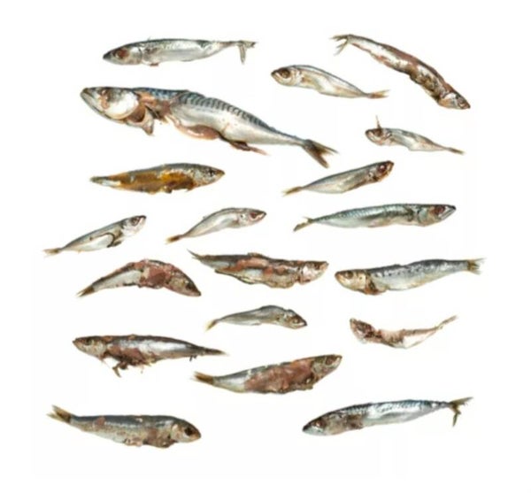 Doodaas Voer Vis / stukken - Vacuüm verpakt | 8-27CM | 2-15ST   set per 3 verpakkingen