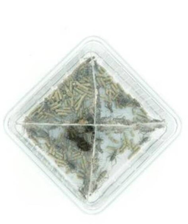 huiskrekels levend doosje maat 3    per set van 3 doosjes