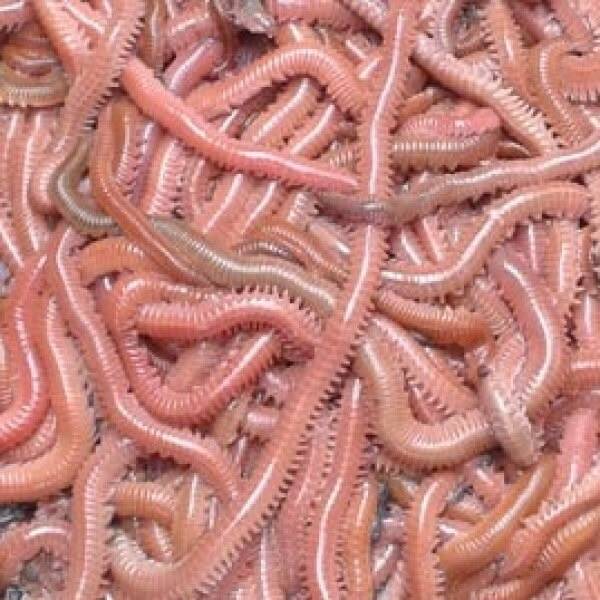 slikzagers