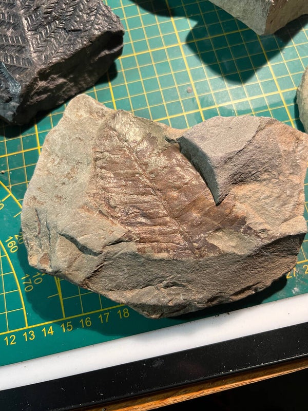 Empreinte de feuille du Dévonien dans sa matrice - Gard