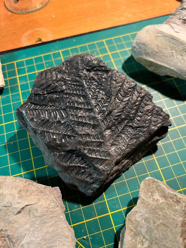 Empreinte de fougère du Dévonien dans sa matrice - Gard