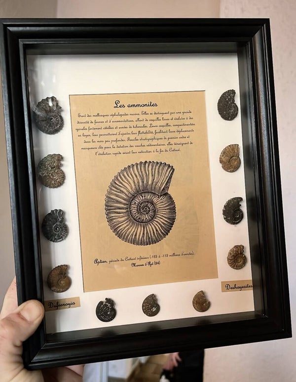 Cadre Ammonites - Aptien Vaucluse