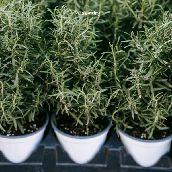 helen met kruiden bij angels journey zware energie verwijderen