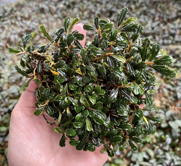 Bucephalandra "Brownie Boyan" Clump