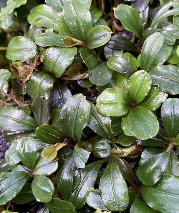 Bucephalandra "Brownie series" clump