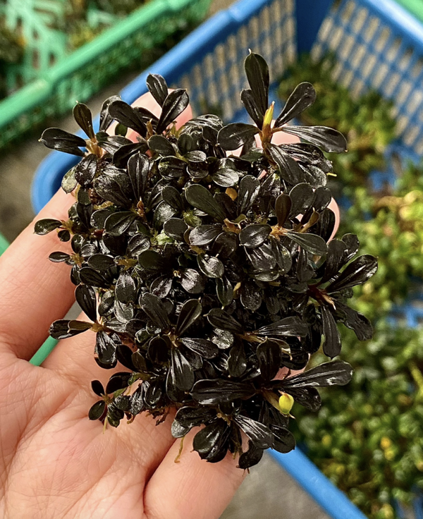 Bucephalandra "Dark Kapit" clump