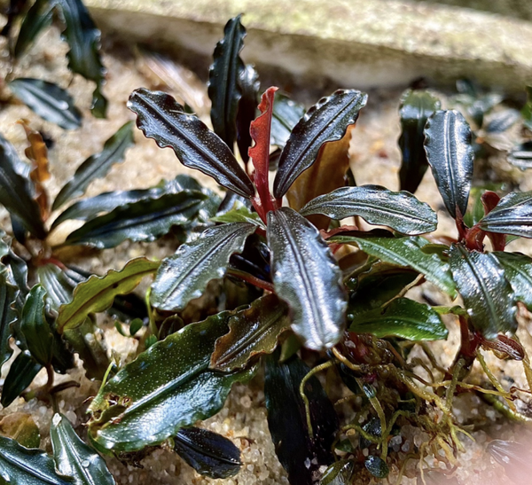 Bucephalandra "Godzilla"