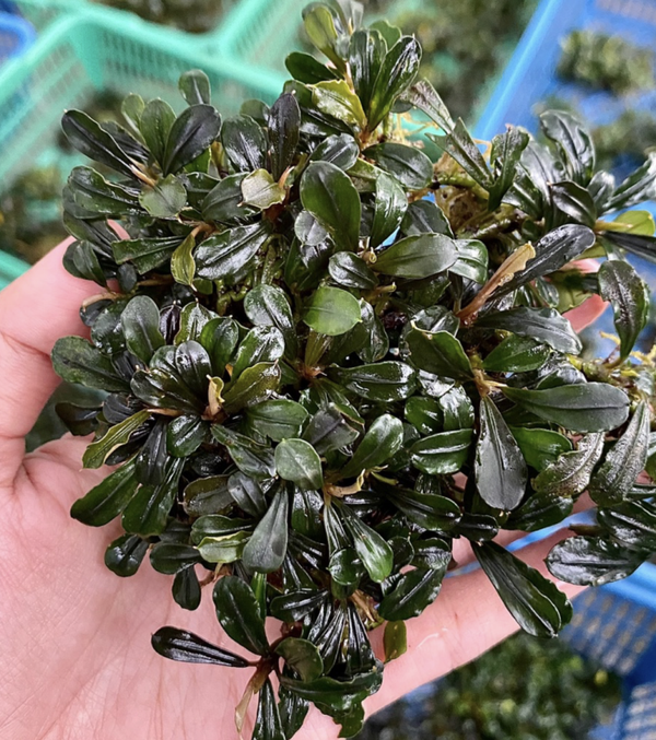 Bucephalandra "Green Kapit" Clump