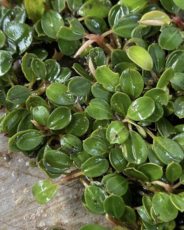 Bucephalandra "Mini Coin" Clump
