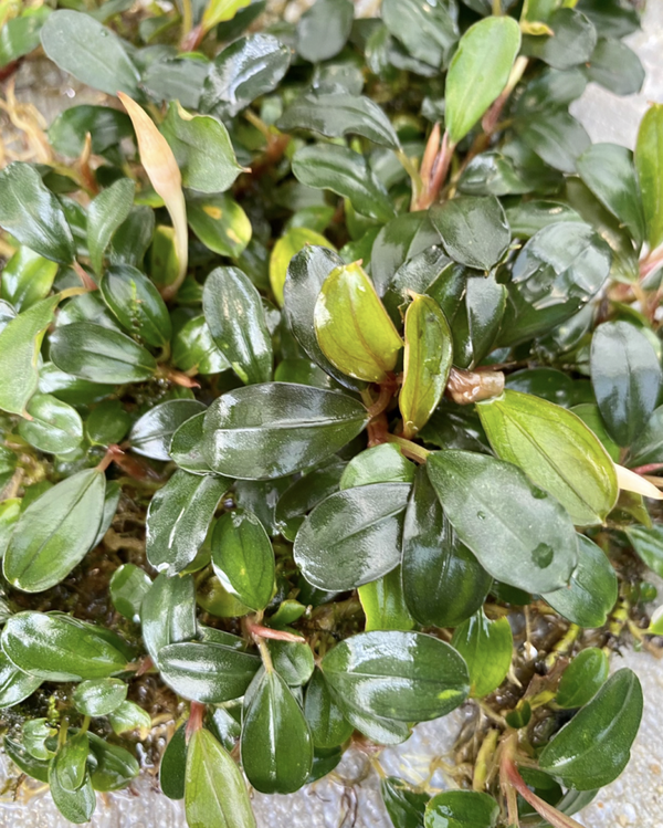 Bucephalandra "Mini Melawi" Clump
