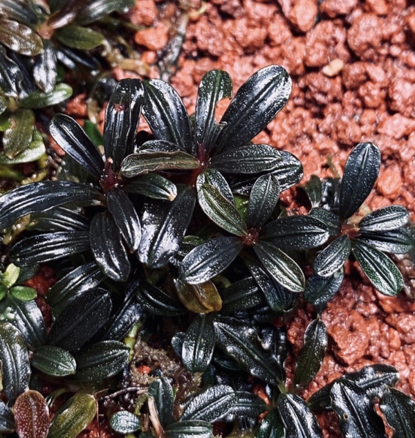 Bucephalandra "Mini Phantom" Clump