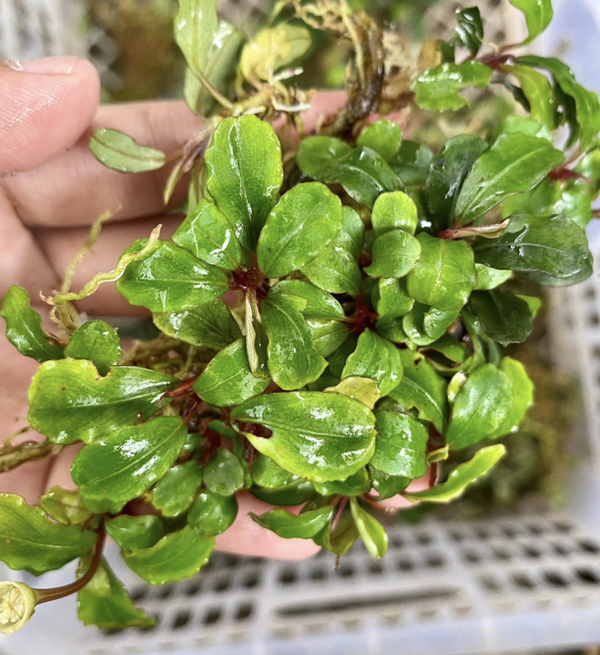 Bucephalandra "Red Fire" Clump