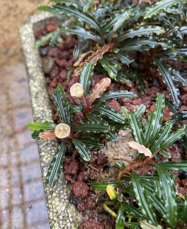 Bucephalandra "Super Cathrine"