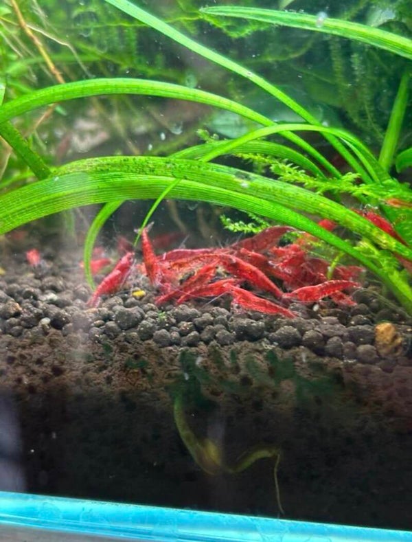 Red Sakura