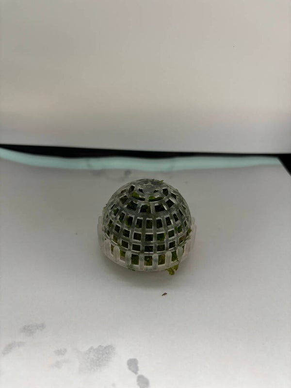 Moss dome met levermos