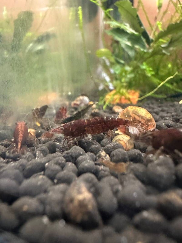Chocolate Neocaridina