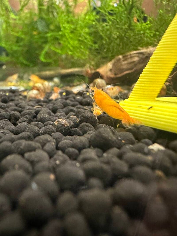Orange Sakura