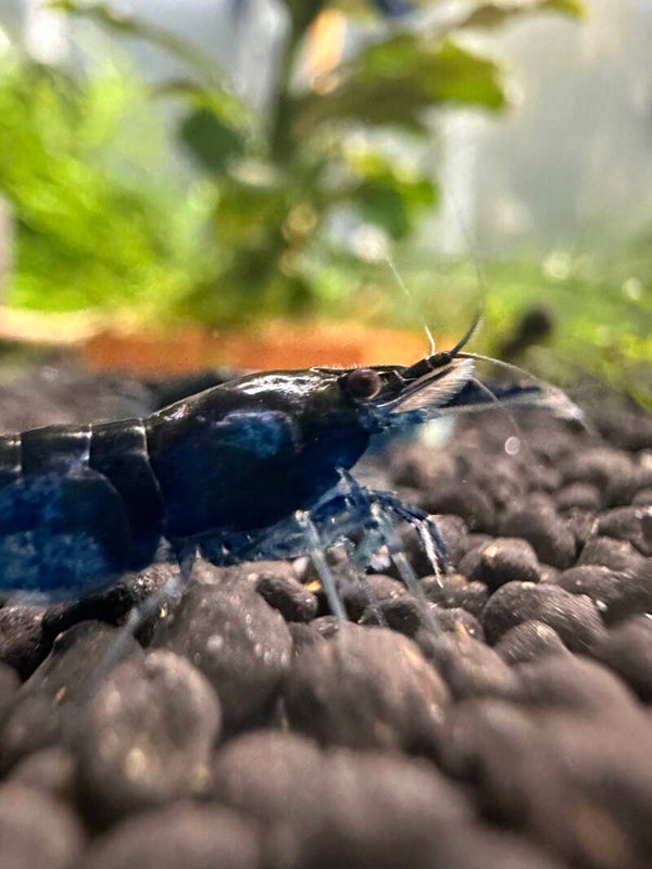 High Blue