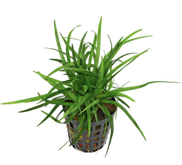 Eriocaulon sp. Vietnam