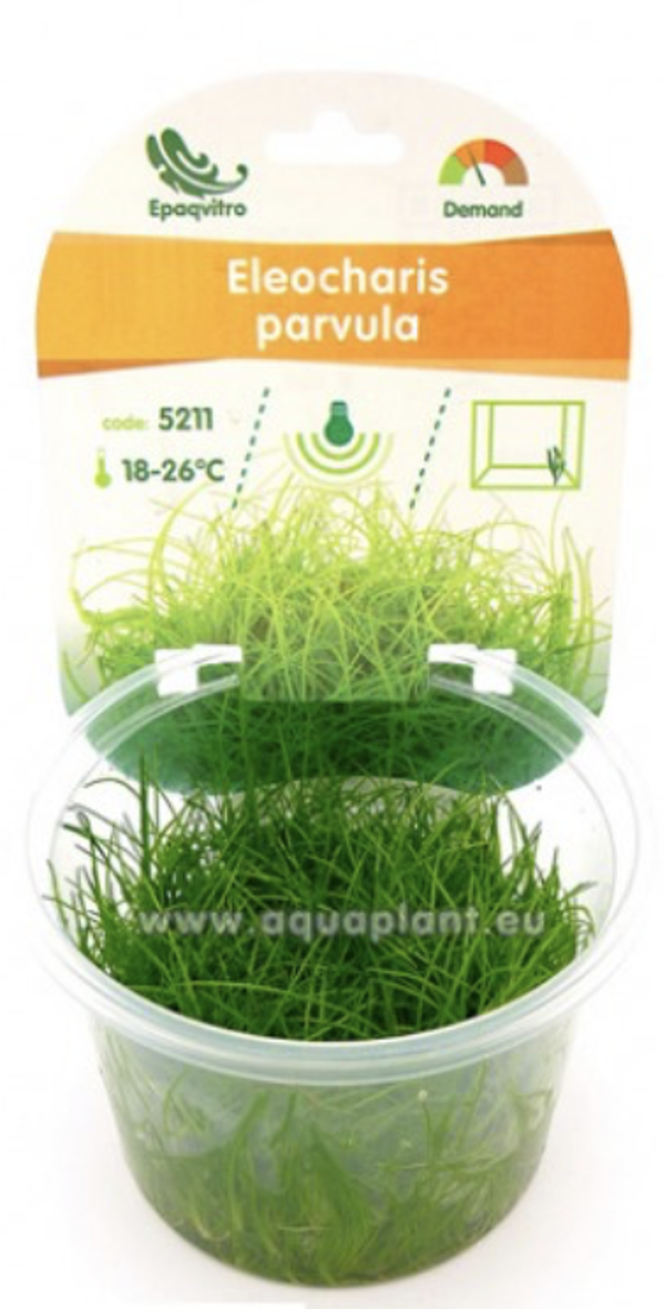 Eleocharis parvula Invitro