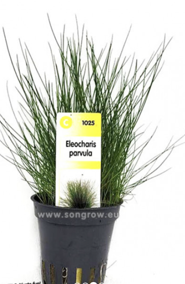 Eleocharis parvula