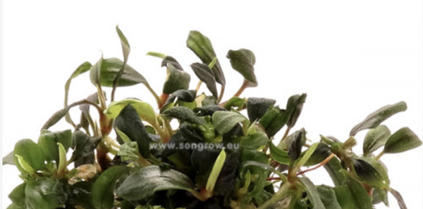 Bucephalandra sp. Brownie (Batang Kawa)